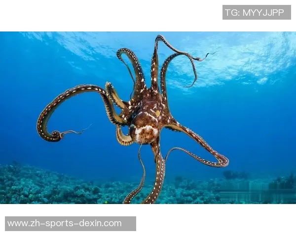 章鱼与人类的智慧较量：海洋生物如何挑战人类的生存技能与适应能力